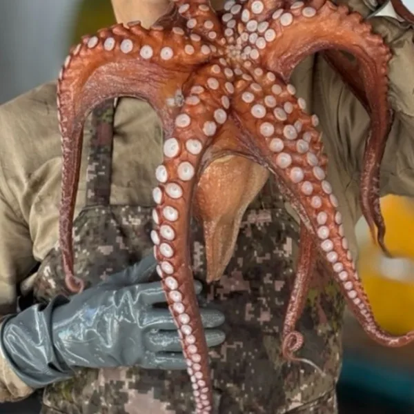 자연산 생물 돌문어 1kg 1-3미