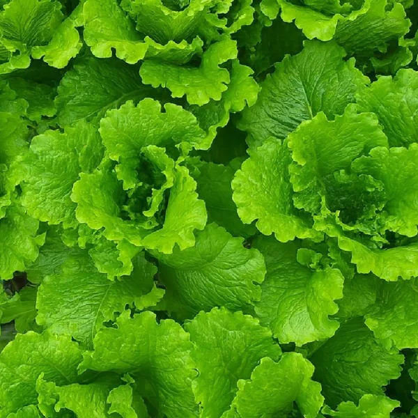 정량 로메인청상추 1kg