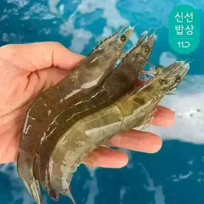 이순신수산 국내산 흰다리새우 제철 생물 활새우 1kg (38-43미내외)