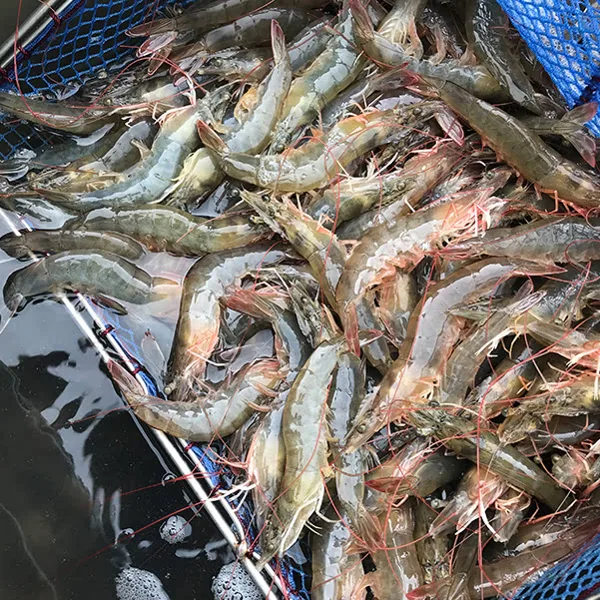활 흰다리새우 1kg 30-40미